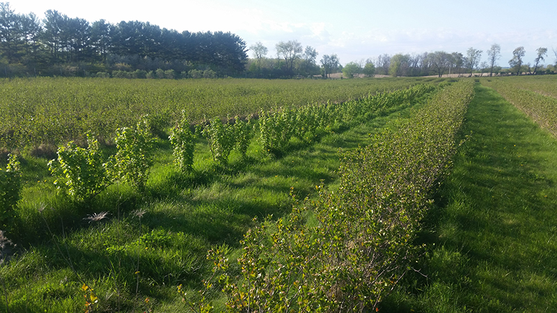 Aug 24 aronia black currant