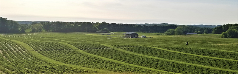 Aug 24 grass strips