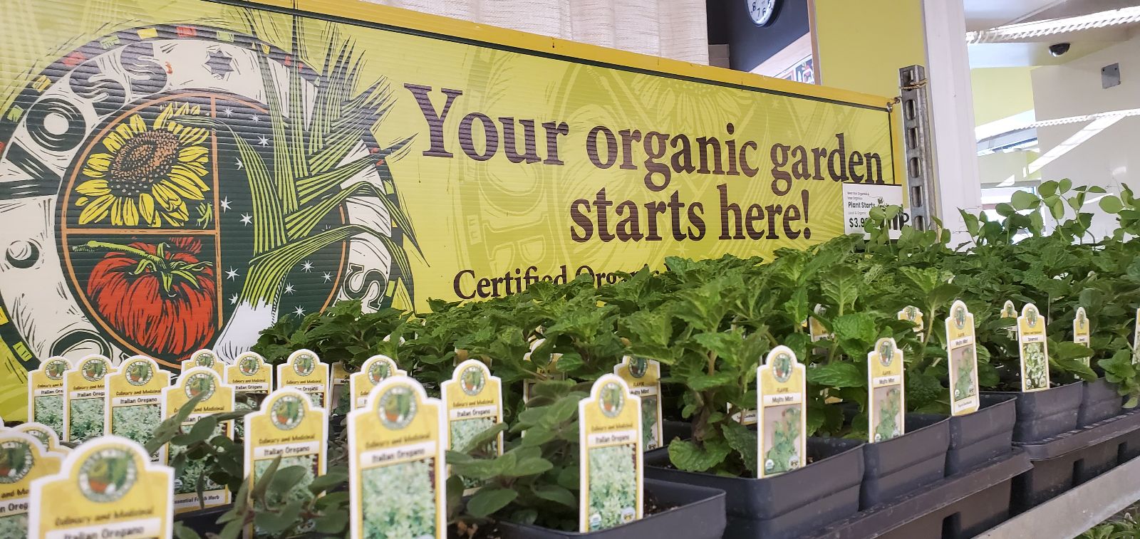 Rows of plant starters on display for sale