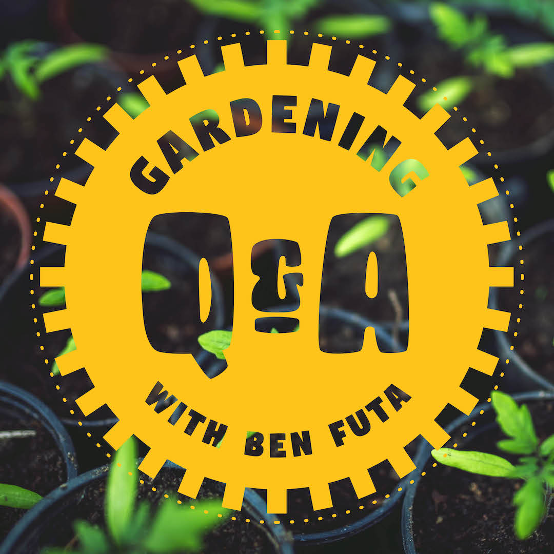 Gardening Q&A with Ben Futa