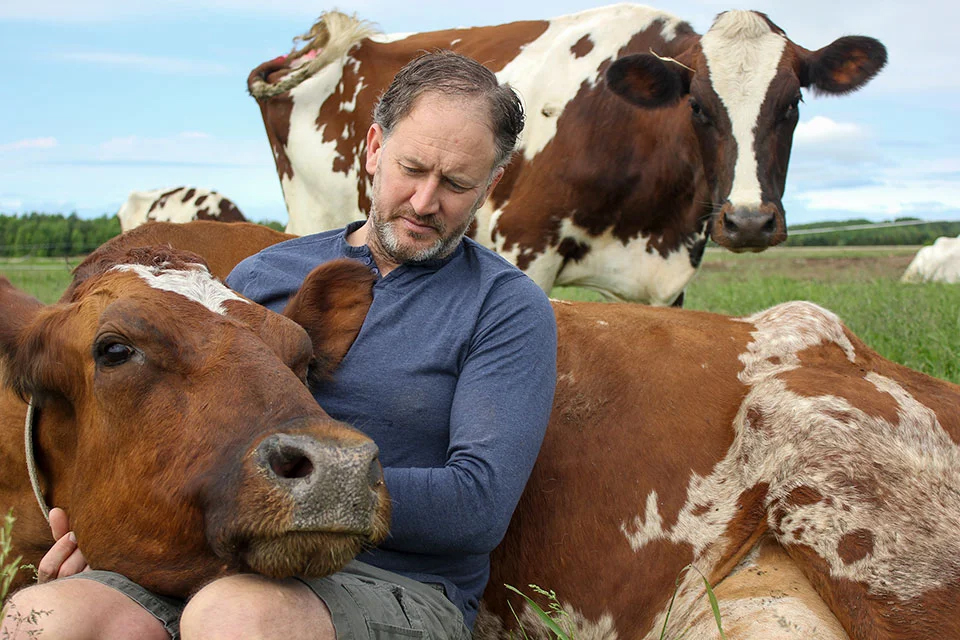 A man in a field with cows