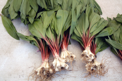 Several bunches of ramps