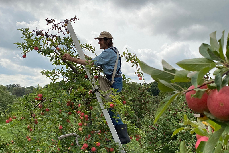 Richard de Wilde of Harmony Valley Farm standing on a ladder, harvesting apples