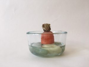 A carrot top prepared to regrow in a transparent bowl