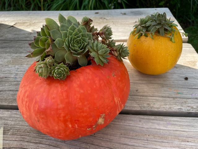 Two pumpkins with succulents growing out of their tops sitting on a picnic table