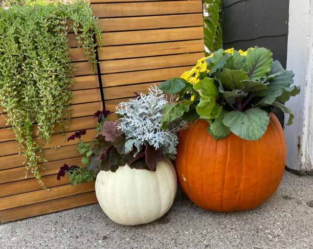 Greens and flowers growing out of two pumpkin tops on concrete next to a garden box