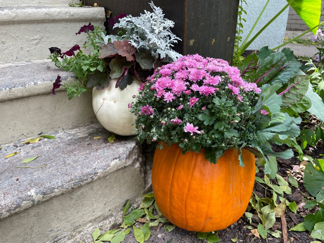 Flowers growing out of two pumpkin tops displayed on concrete steps in front of someone's home