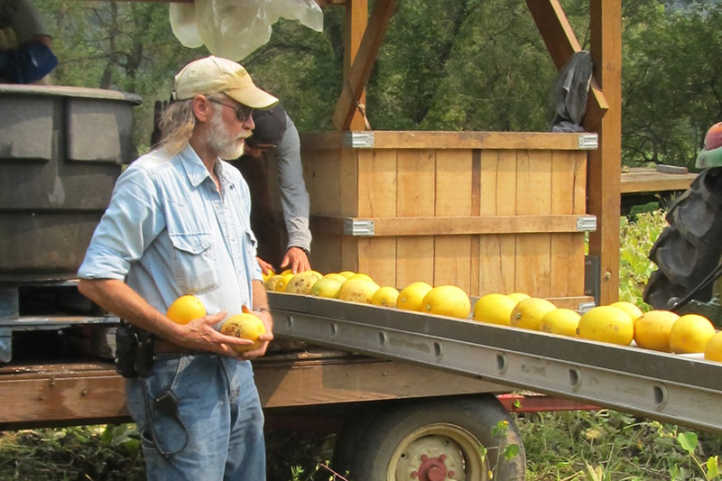 Richard de Wilde of Harmony Valley Farm putting spaghetti squash on a conveyor belt to the back of some kind of vehicle