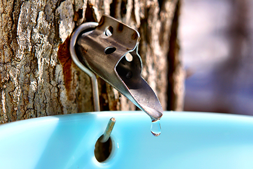 Close-up shot of dripping spile in large maple tree