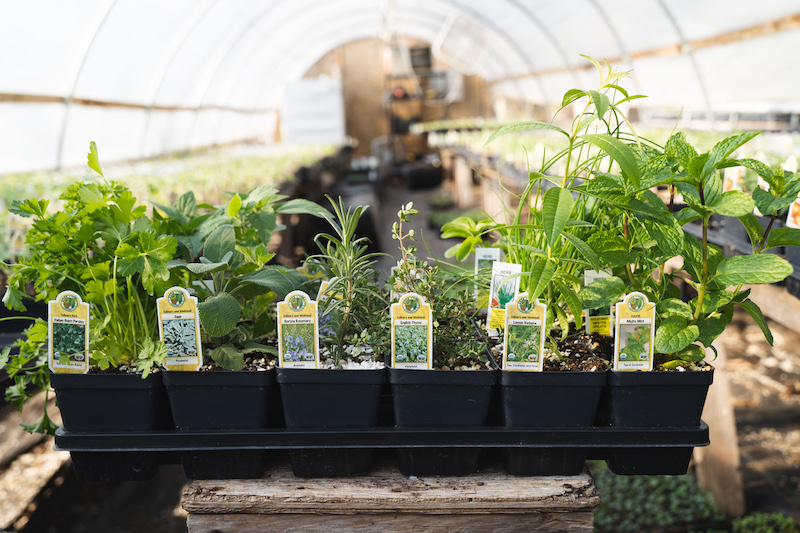 A tray of plant starters in a greenhouse