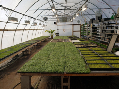 Microgreens growing in a greenhouse