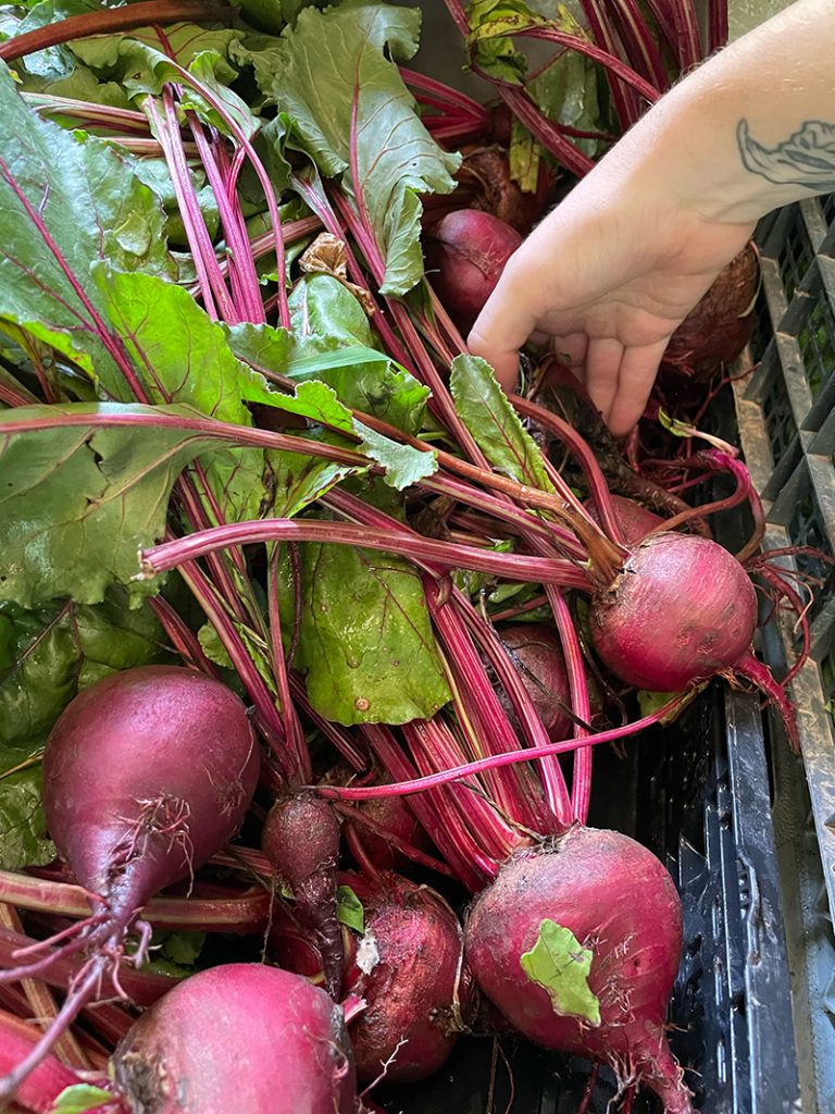 Healthy-looking beats harvested after the growing period. 