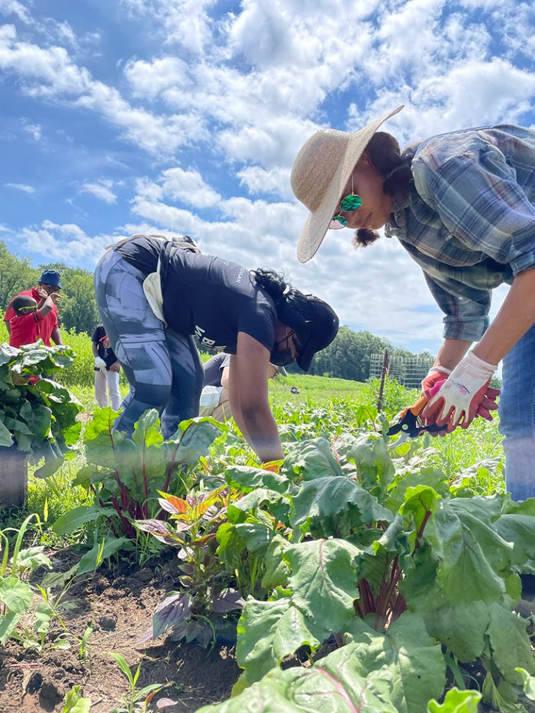 A group of adults weeding the agriculture garden during a sunny day