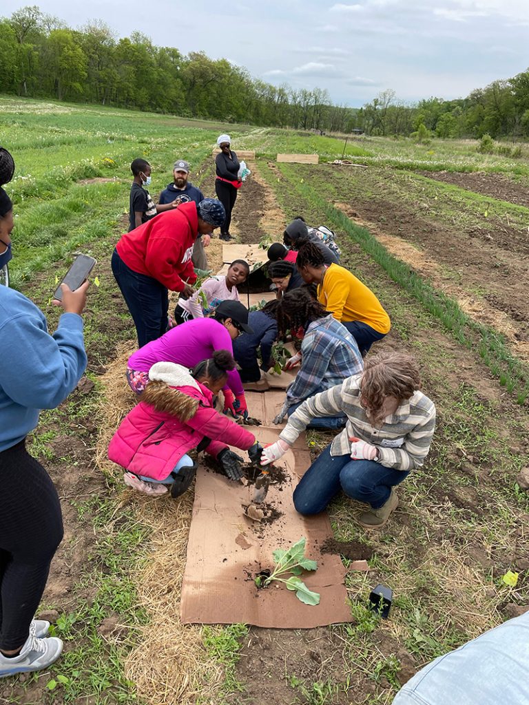 A group of people planting collards into cardboard.